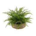 Faux Lace Fern Plant in Basket X346321