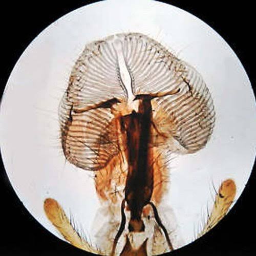 20X-40X-80X Forward Stereo Microscope with 1.3MP Digital Camera E8382