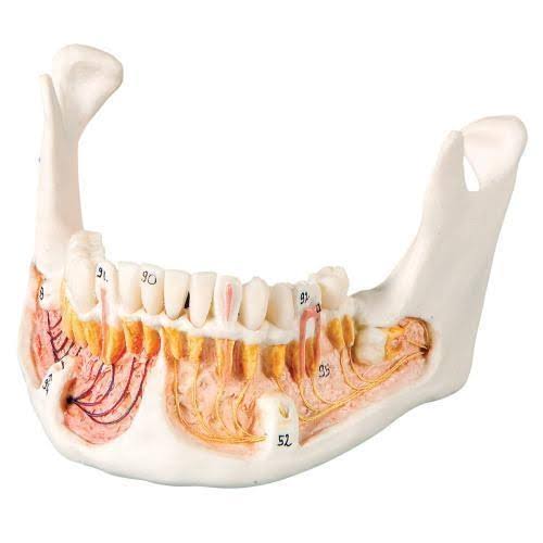 Classic Human Skull Model, Opened Lower Jaw B9744