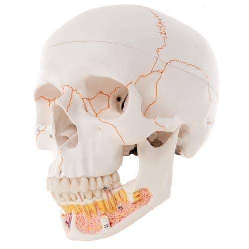 Classic Human Skull Model, Opened Lower Jaw B9744