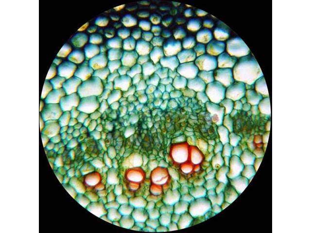 40X-2000X LED Monocular Compound Microscope with Mechanical Stage and Digital Camera R30800