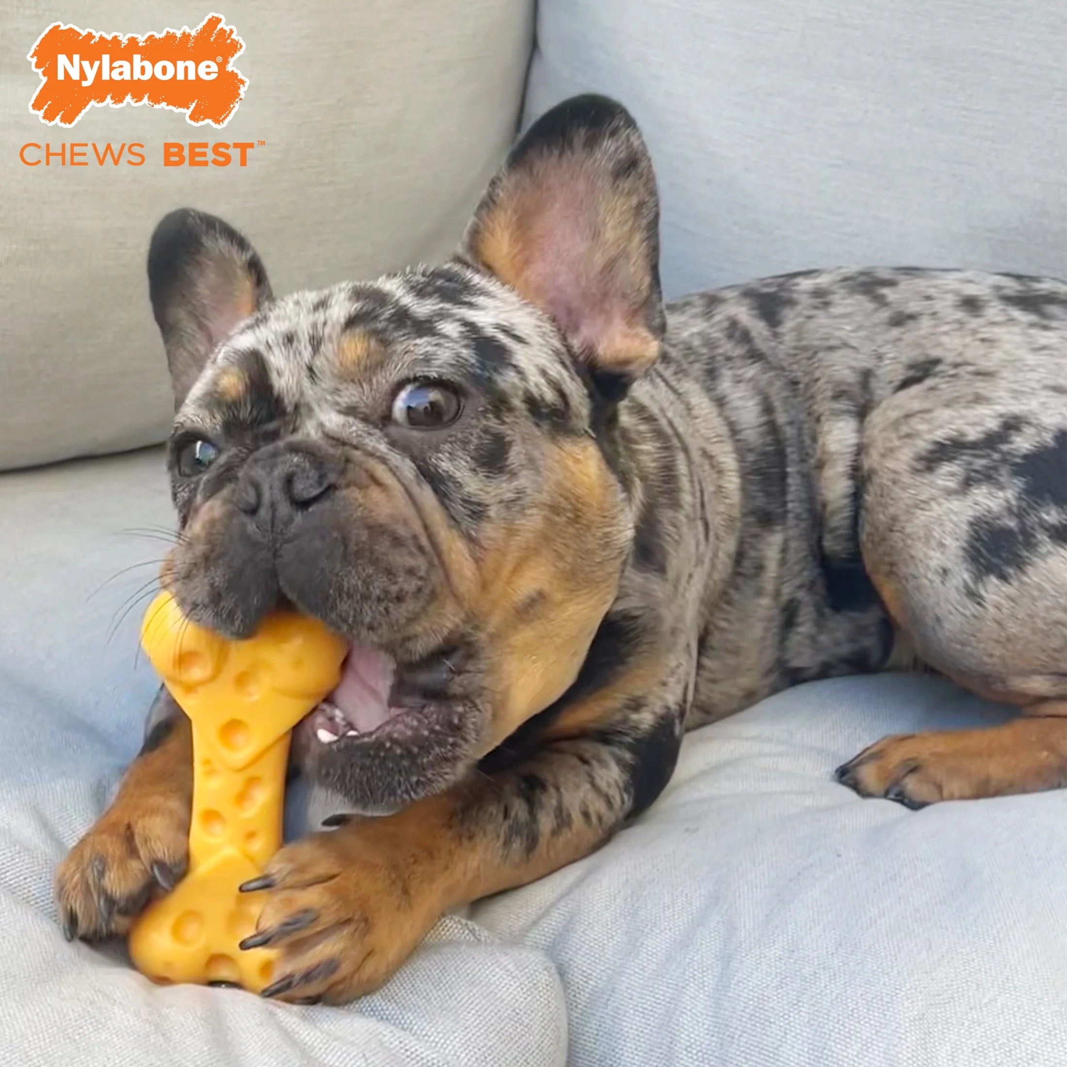 Cheese X-Large Dog Toy Z654