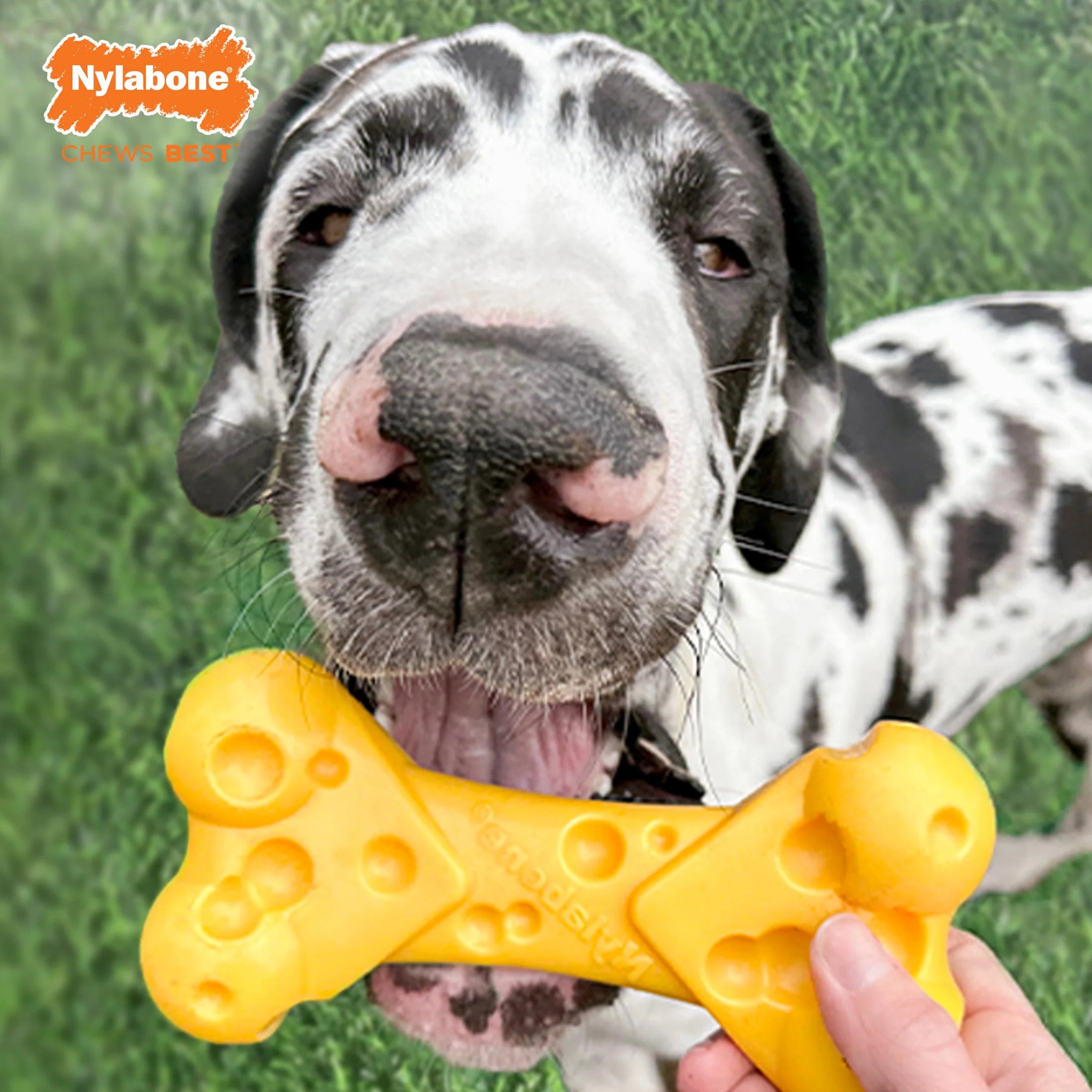 Cheese X-Large Dog Toy Z654